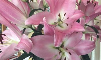 Puzzle 11413 - fleurs roses