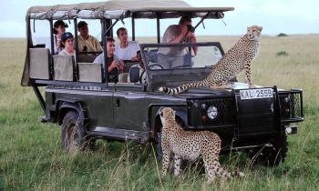 Puzzle 14030 - SAFARI