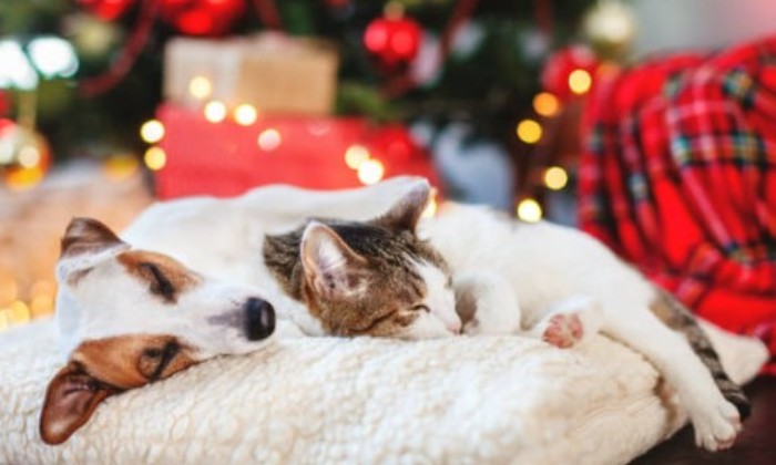 Puzzle La paix de Noël