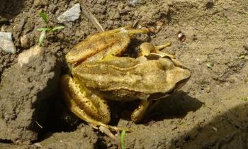Puzzle 12353 - grenouille