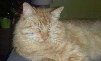 Puzzle 14561 - bonne sieste