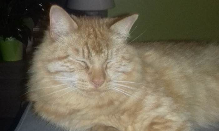 Puzzle bonne sieste - Animaux - Absolu Puzzle