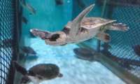 Puzzle La tortue de Kemp