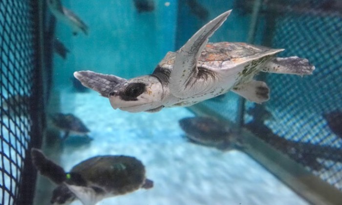 Puzzle La tortue de Kemp - Animaux - Absolu Puzzle