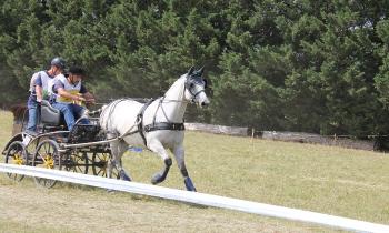 Puzzle 11988 - concours d'attelage
