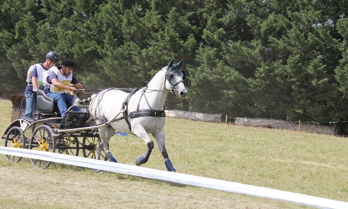 Puzzle concours d'attelage
