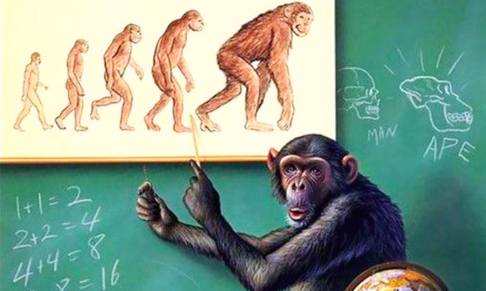 Puzzle l'évolution
