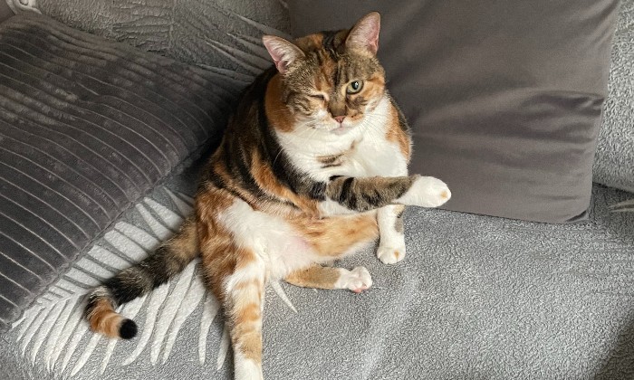 Puzzle et un petit coup d'œil - Animaux - Absolu Puzzle