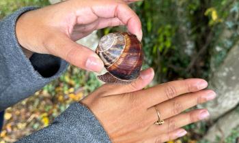 Puzzle 13333 - gros escargot