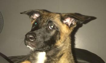 Puzzle 14372 - sultan bébé