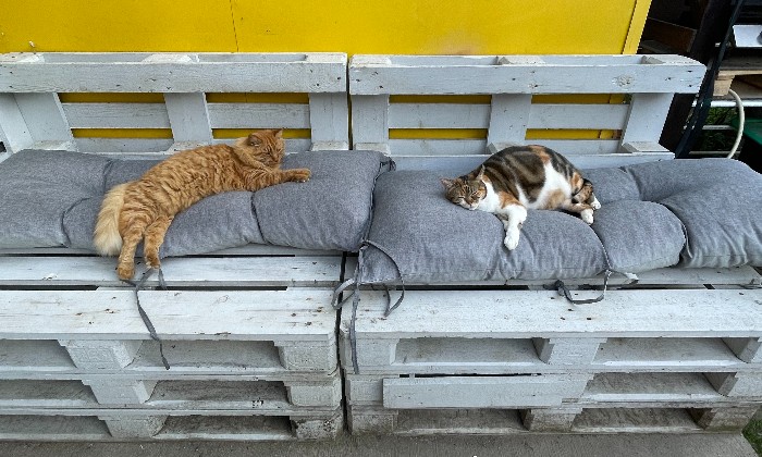 Puzzle caramel et lilou - Animaux - Absolu Puzzle