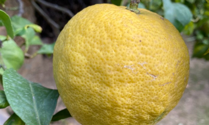 Puzzle Citron de Menton