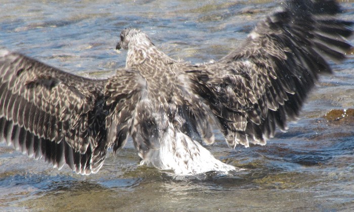 Puzzle Envol - Animaux - Absolu Puzzle