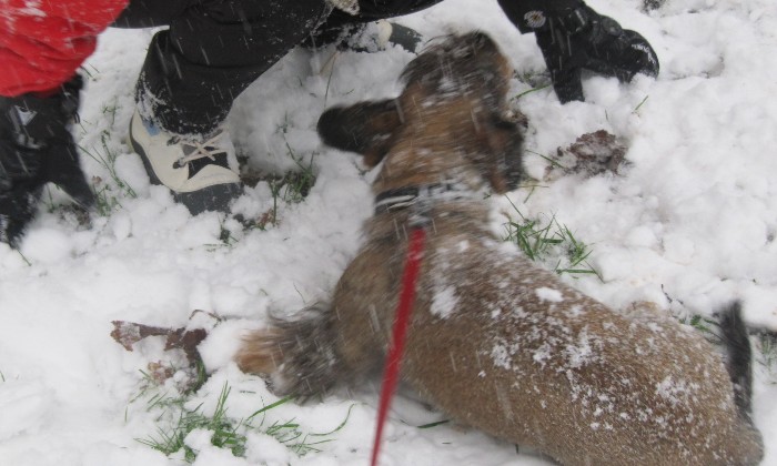 Puzzle Coco  même pas froid - Animaux - Absolu Puzzle