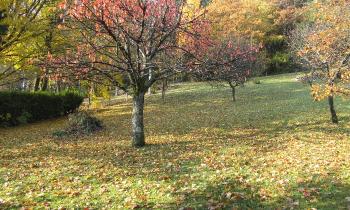 Puzzle 12341 - couleurs d'automne