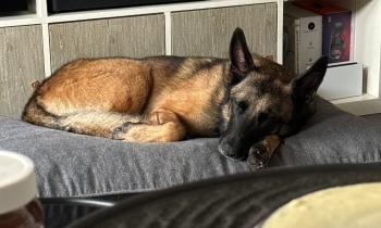 Puzzle 12037 - sultan fait la sieste