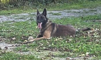 Puzzle 14485 - Sultan joue avec sa balle