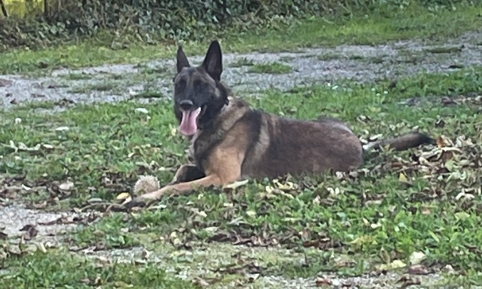 Puzzle Sultan joue avec sa balle - Animaux - Absolu Puzzle