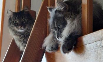 Puzzle 12336 - Naya et Sly