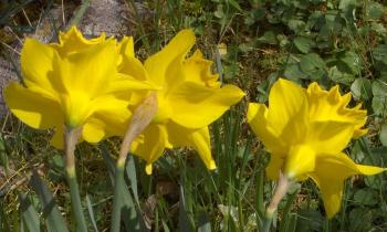 Puzzle 13148 - jonquilles