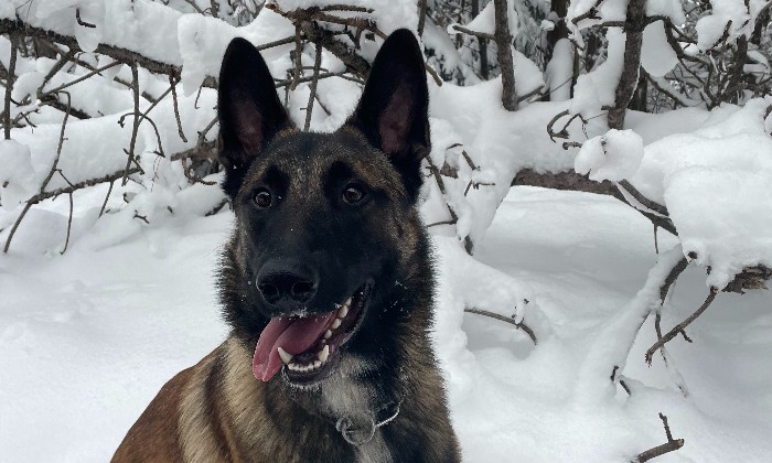 Puzzle sultan dans la neige - Animaux - Absolu Puzzle