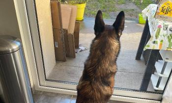 Puzzle 14250 - sultan surveille