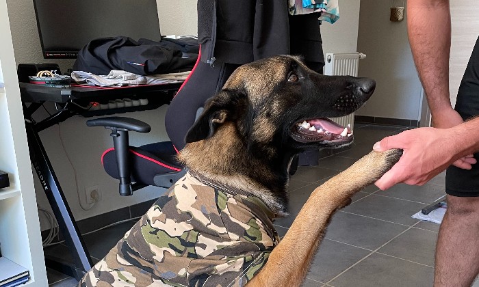 Puzzle sultan - Animaux - Absolu Puzzle