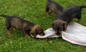 Puzzle 13077 - chiots