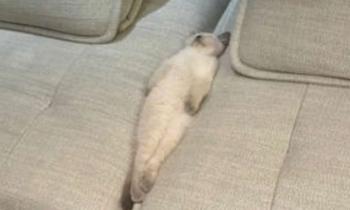 Puzzle 12236 - Chat calé