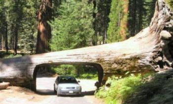 13988 | Tronc tunnel - Comme quoi on peut traverser un arbre sans se faire mal !