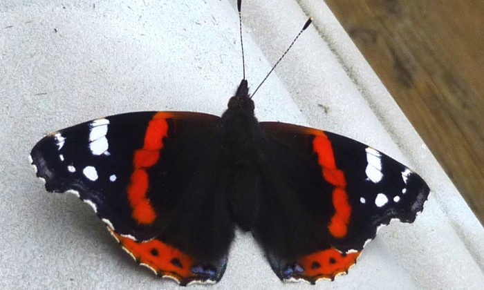 Puzzle papillon