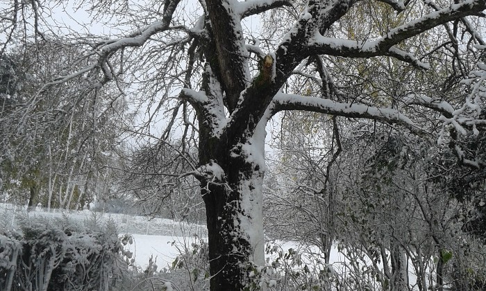 Puzzle poirier sous la neige - Paysages & Fleurs - Absolu Puzzle