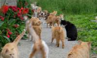 Puzzle L'île aux chats