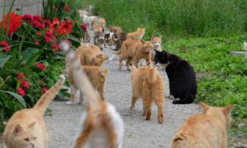 Puzzle 13128 - L'île aux chats