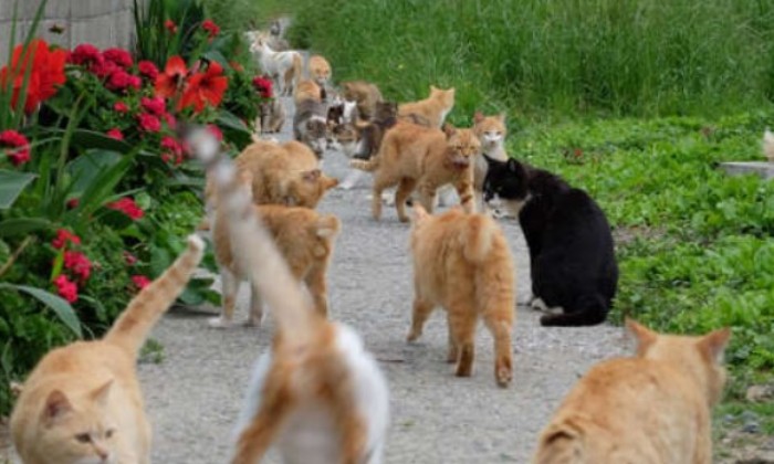 Puzzle L'île aux chats