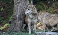 Puzzle Le loup