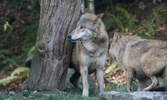 Puzzle Le loup - Animaux - Absolu Puzzle
