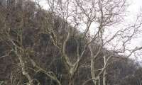 Puzzle arbre centenaire