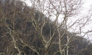 Puzzle 12951 - arbre centenaire