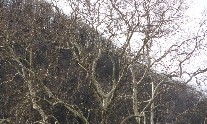 Puzzle arbre centenaire