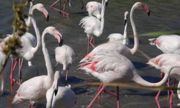 Puzzle 13688 - Camargue
