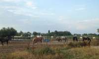Puzzle Camargue