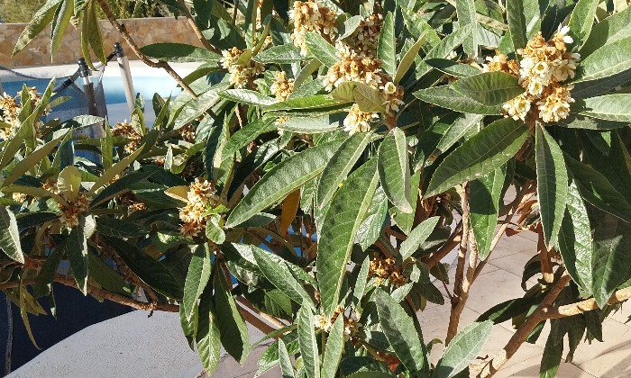 Puzzle Néflier - Paysages & Fleurs - Absolu Puzzle