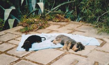 Puzzle 12266 - bain de soleil