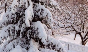 12586 | paysage enneigé - 