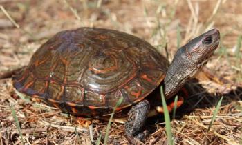 Puzzle 13413 - Astro Capricorne-Tortue