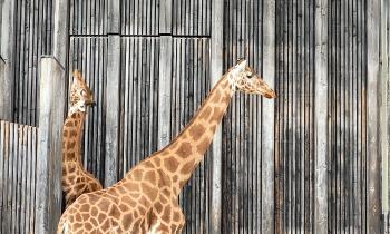 Puzzle 13301 - girafes