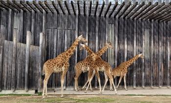 Puzzle 12493 - girafes