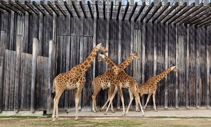 Puzzle girafes