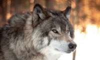 Puzzle Astro Scorpion-Loup